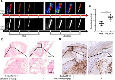 Endogenous SIRT6 in platelets negatively regulates platelet activation and thrombosis